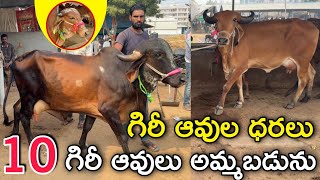 గిరీ ఆవుల ధరలు | 10 ఆవులు అమ్మబడును | Chintalkunta Market Hyderabad | Gir cow prices