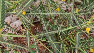 47.தக்கைப்பூண்டு#IndianJoint Vetch# Aeschynomene indica#மருத்துவ தாவரம்#அறிவோம் ஆயிரம்#arivom ayiram