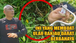 Herping Ranjau Darat yang memakan KORBAN || Part 1