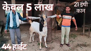 👍15 लाख वाले बकरे का बेटा केवल 5 लाख में👍21 इंच लंबे कान #kota #breeder #forsell #goat #goatfarming