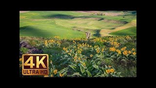 4K Ultra HD Yellow Flowers Spring Flowers at Steptoe Butte State Park