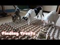 Egg Carton Challenge | Finding Treats for Cats | Zimba the Cat