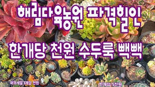 한개당 천원 다육이가 수두룩 빽빽~ 군생 5천원 파격할인  해림다육농원(FT:010 9268 2869)