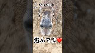 カピバラがついてくる#カピバラ #shorts #capybara