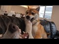 【柴犬vsシベリアンハスキー】ワンプロ！！ラウンド６