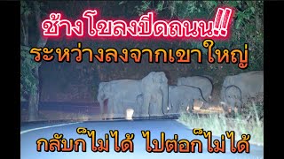 ระทึก!! ช้างโขลงปิดถนน ระหว่างลงจากเขาใหญ่ กลับก็ไม่ได้ ไปต่อก็ไม่ได้ #ช้างป่าเขาใหญ่ #คนหลงป่า