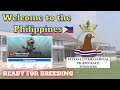 Welcome to the Philippines Pattaya International Pigeon Race Finishers