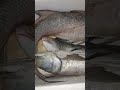 ikan malong besar ikan senangin ikan kurau ikan kuro besar