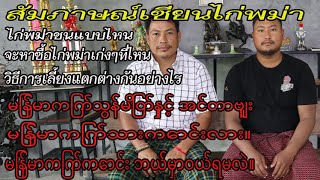 ช่วงไก่ชนAEC:สัมภาษณ์เซียนไก่พม่า ไก่พม่าแท้ๆเป็นอย่างไร เก่งไหม