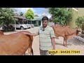 gir cow dairy farm gir cow for sale gir cow vedio கிர் சினை மாடுகள் கிர் கிடாரிகள்விற்பனைக்கு