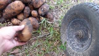 Russet Potato Harvest