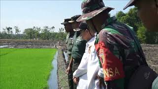 Ketahanan Pangan di Lahan Milik TNI-AD Wilayah Kodim 0805 Ngawi.