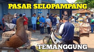 BERBURU MERPATI DI PASAR SELOPAMPANG TEMANGGUNG