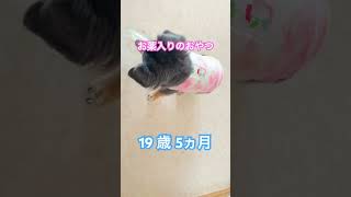 #shorts 食器を踏んだままお薬入りのおやつを食べる19歳5ヵ月のシニア犬　#ミニチュアダックス　#ダックス老犬　#老犬