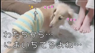 犬の背中にこっそりおやつを置いたら、反応が可愛すぎて笑ったw【カニンヘンダックスのんの】