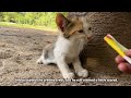 aggressive mother cat rejecting her kitten because she wants new babies now