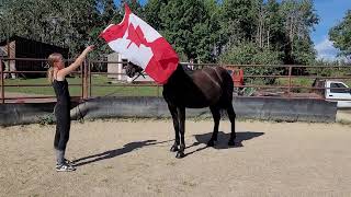 Canadian Hay Ranch - Bold Canadian Horse Filly  - Jenga For Sale