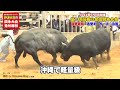 沖縄闘牛全島一チャンピオン「闘勢琥珀」に挑むは名門牛舎から出陣「古堅モータース☆白龍」因縁の対決。2022年5月8日（日曜）第116回春の全島闘牛大会