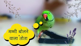 Indian Parrot Talking - Parrot Talking Mummy Papa - Baby Parrot Talking