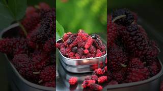 മൾബറി ജ്യൂസ് ഉണ്ടാക്കാം |  Mulberry Juice #shorts #mulberry #summerdrink #viral