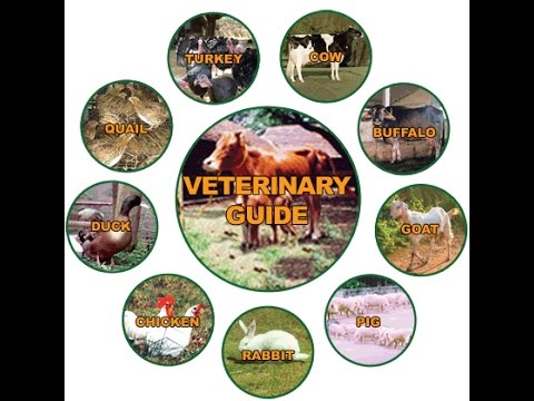 Basic Veterinary Guide Part 3 Youtube