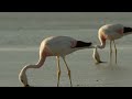 andean flamingo