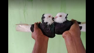 most beautiful colourfull gorra  pigeon || fancy pigeon breeds || (.HaF.)