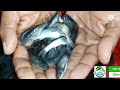 নোনা টেংরা মাছের পোনা nona tangra fish seeds নোনা টেংরা মাছের খাবার @anyfishbd