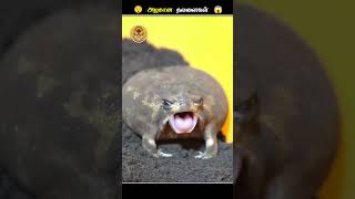 தப்பித்தவறிகூட இந்த அழகான தவளைகளை தொட்டுடாதிங்க || Black Rain Frog || Animal Voiceover Tamil