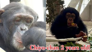 チヨちゃん 2歳の誕生日（Chiyo-chan's 2nd birthday）　かみね動物園　チンパンジー　202308