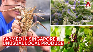 Farmed in Singapore: Unusual local produce, from lobster and seaweed to grapes and ice plants