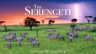 The Serengeti 4K - Scenic Wildlife Film With African Music