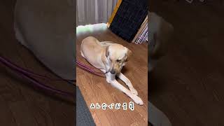 お昼寝をする訓練犬達💤　#shorts#介助犬#補助犬#retriever#ショート