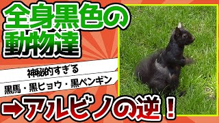 【2ch動物スレ】アルビノの逆！全身黒色「メラニズム」の動物たちが神秘的すぎて話題に