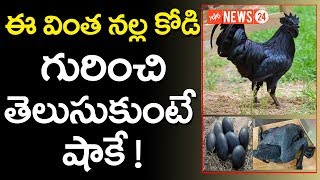 ఈ వింత నల్ల కోడి గురించి తెలుసుకుంటే షాకె ? | Kadaknath High Nutritional Chicken Breed | YOYO NEWS24