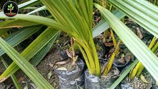 একটি তালগাছ রোপন করে পেতে পারেন ১০০ বছর সওয়াব  🌴 Palm tree Collection 🌴উচ্চফলনশীল তাল গাছের চারা 🌴🌴