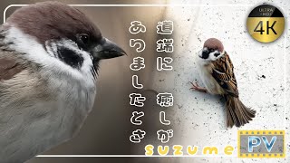 Sparrow Ninja: Mastering Two Adorable Techniques 【4K 60fps】 - A Thoughtful Video