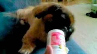 Pekingese Eating Yogurt