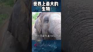 世界上最大的生物TOP5！