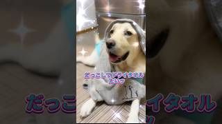 pr【だっこしてドライタオル】　ば お試しさせてもろたとです♨️🐶💕