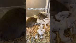 この2匹、実は仲が○○です#リチャードソンジリス #ピー助 #齧歯類#生き物紹介