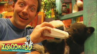 🐻 BEARS 🐻 | Zoboomafoo - WildBrain | Movies for Kids