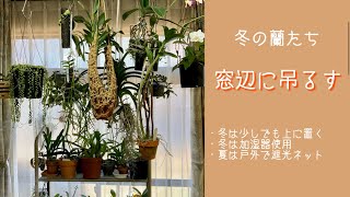 1月21日　《冬の窓辺で蘭を管理》　冬に咲く蘭は明るく暖かい、湿度の高い場所に置きます　つぼみが落ちないように、水やりではなく湿度に気をつけます　あと2カ月もすれば春到来です　・ｍさんのリクエスト