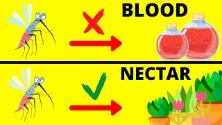 Differences between Good and Bad Mosquitoes ( Male and Female )