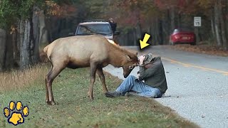 A Deer Asks a Homeless Man for Help, After Learning the Reason, He Called the Police!