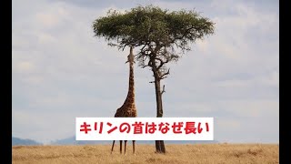 キリンの首はなぜ長い