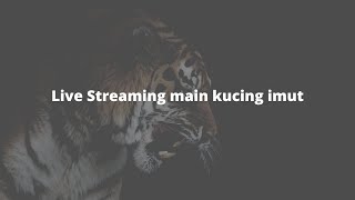 Live Streaming main kucing imut