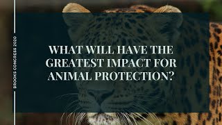 What Will Have the Greatest Impact for Animal Protection?