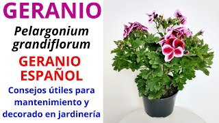 GERANIO, Pelargonium grandiflorum. GERANIO ESPAÑOL, consejos útiles de mantenimiento y jardinería