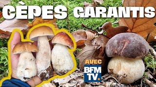 Cèpes garantis ! Une superbe sortie avec des cèpes de folie ! #cèpes 2022